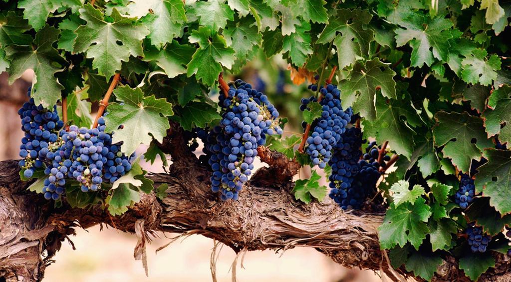 Agriturismo Le Vigne Foligno Exterior foto